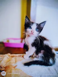 Gato raça SRD-ViraLata idade Abaixo de 2 meses nome Franjinha 