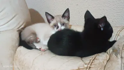 Gato raça SRD-ViraLata idade Abaixo de 2 meses nome Sem nome