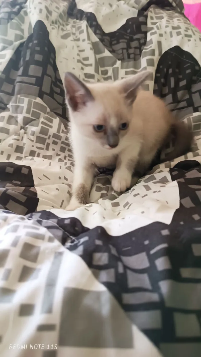 Gato raça SRD-ViraLata idade Abaixo de 2 meses nome Sem nome