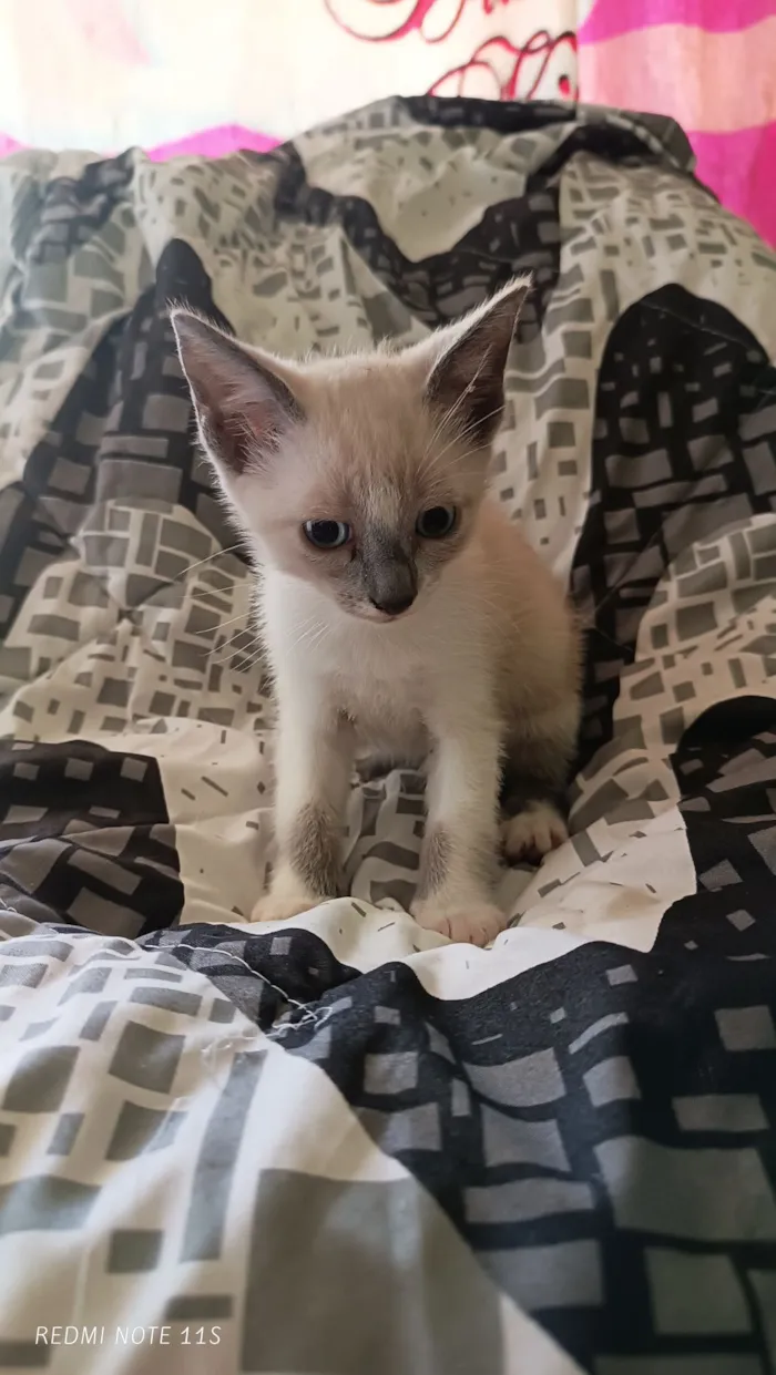 Gato raça SRD-ViraLata idade Abaixo de 2 meses nome Sem nome