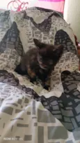 Gato raça SRD-ViraLata idade Abaixo de 2 meses nome Sem nome 
