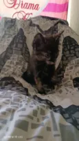 Gato raça SRD-ViraLata idade Abaixo de 2 meses nome Sem nome 