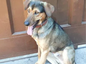 Cachorro raça SRD-ViraLata idade 1 ano nome Noah 
