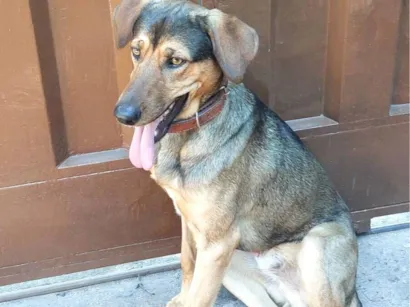 Cachorro raça SRD-ViraLata idade 1 ano nome Noah 