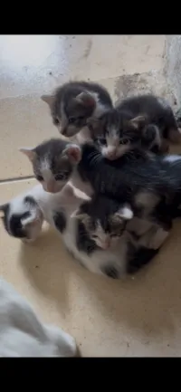 Gato raça Maine Coon idade 2 a 6 meses nome Sem nome ainda 