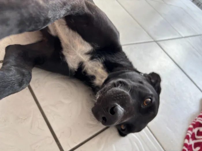 Cachorro raça SRD-ViraLata idade 3 anos nome Maria Bacana