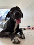 Cachorro raça SRD-ViraLata idade 3 anos nome Maria Bacana