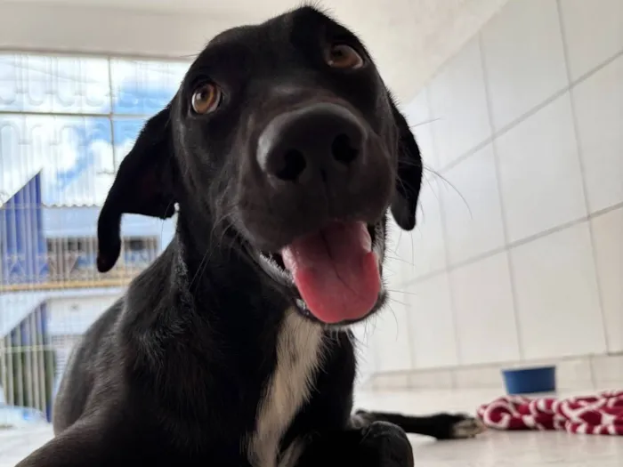 Cachorro raça SRD-ViraLata idade 3 anos nome Maria Bacana