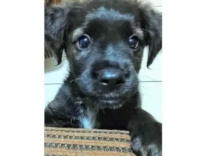Cachorro raça SRD-ViraLata idade 2 a 6 meses nome Kacau