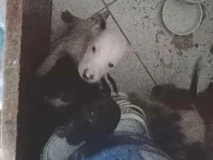 Cachorro raça SRD-ViraLata idade Abaixo de 2 meses nome não tem nome ainda