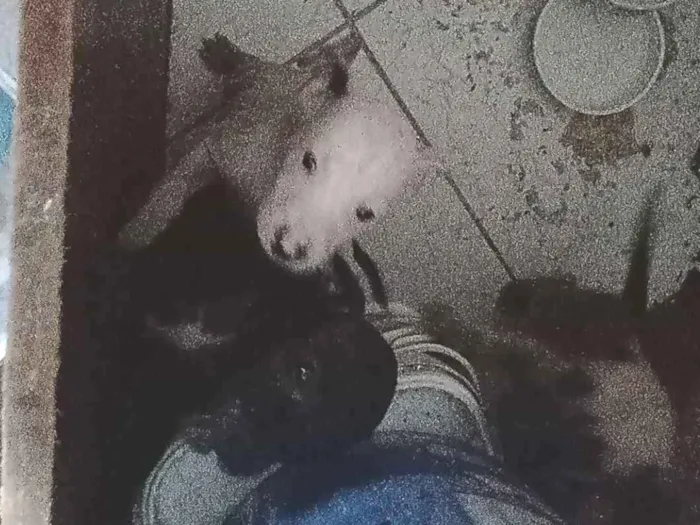 Cachorro raça SRD-ViraLata idade Abaixo de 2 meses nome não tem nome ainda