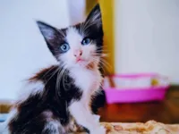 Gato raça SRD-ViraLata idade Abaixo de 2 meses nome Franjinha 