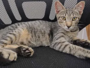Gato raça SRD-ViraLata idade 2 a 6 meses nome Gatinho rajadinho