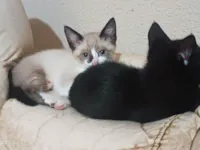 Gato raça SRD-ViraLata idade Abaixo de 2 meses nome Sem nome