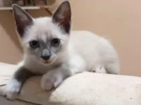 Gato raça SRD-ViraLata idade Abaixo de 2 meses nome Sem nome