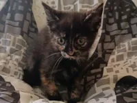 Gato raça SRD-ViraLata idade Abaixo de 2 meses nome Sem nome 