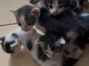 Gato raça Maine Coon idade 2 a 6 meses nome Sem nome ainda 