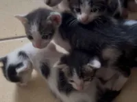 Gato raça Maine Coon idade 2 a 6 meses nome Sem nome ainda 