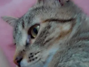 Gato raça SRD-ViraLata idade 2 a 6 meses nome Clarinha