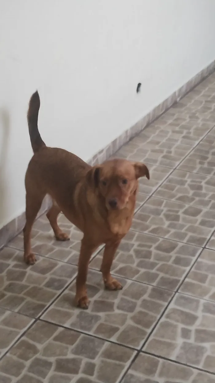 Cachorro raça SRD-ViraLata idade 1 ano nome Scobby 