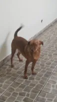 Cachorro raça SRD-ViraLata idade 1 ano nome Scobby 