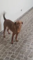 Cachorro raça SRD-ViraLata idade 1 ano nome Scobby 