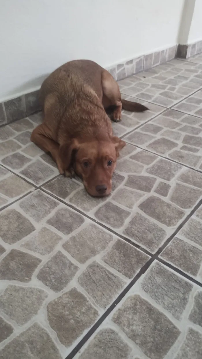 Cachorro raça SRD-ViraLata idade 1 ano nome Scobby 