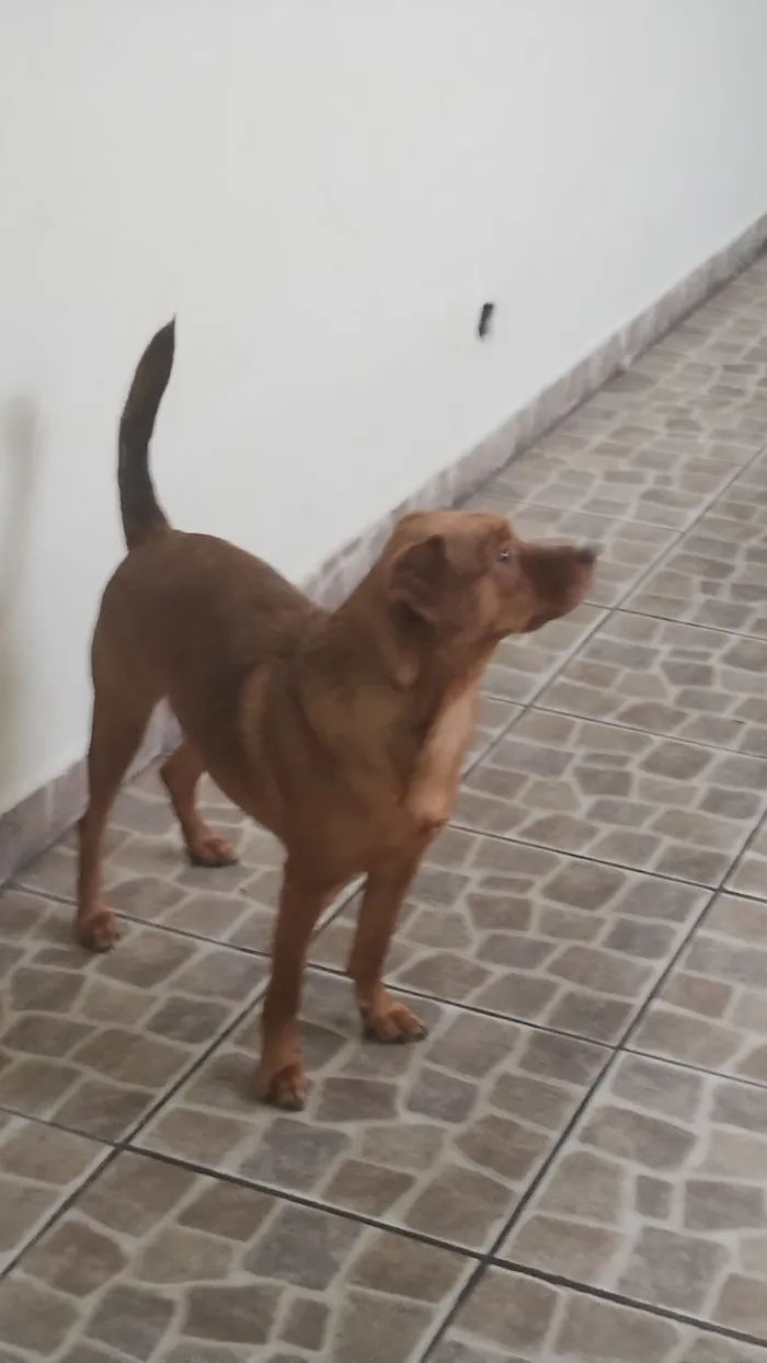 Cachorro raça SRD-ViraLata idade 1 ano nome Scobby 