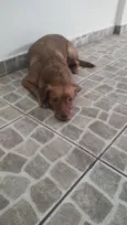Cachorro raça SRD-ViraLata idade 1 ano nome Scobby 