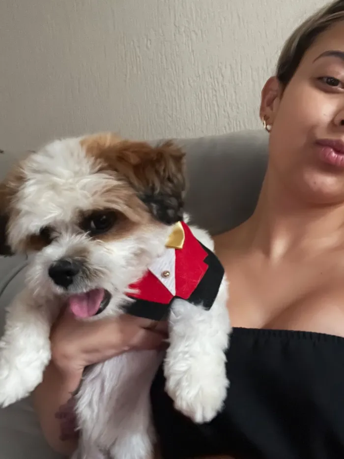 Cachorro raça Shitzu idade 1 ano nome Nick