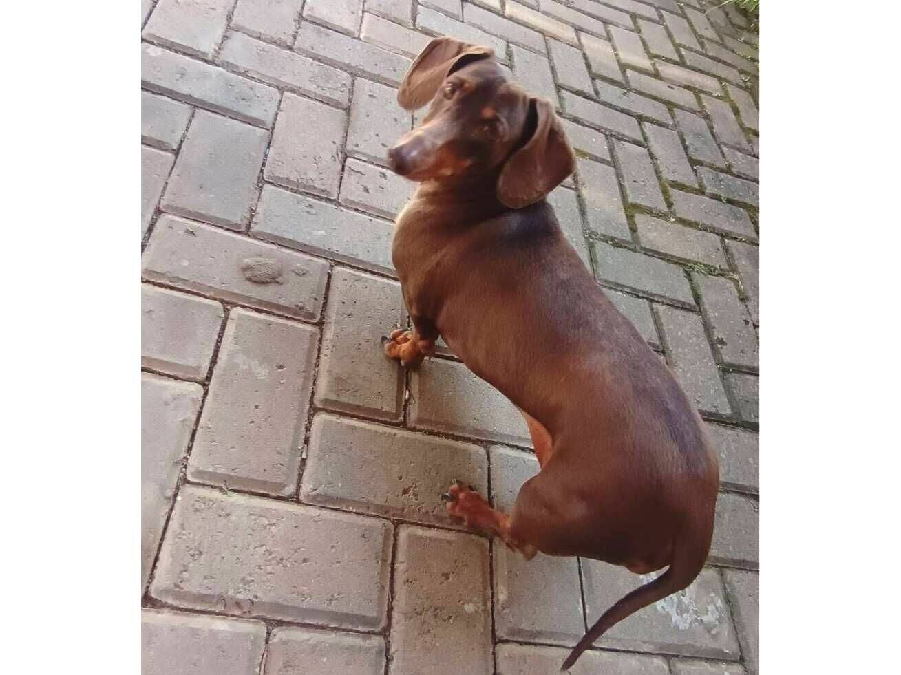 Cachorro raça Basset-Cofap idade 5 anos nome Luna