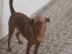 Cachorro raça SRD-ViraLata idade 1 ano nome Scobby 