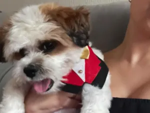 Cachorro raça Shitzu idade 1 ano nome Nick
