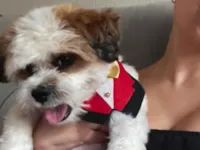 Cachorro raça Shitzu idade 1 ano nome Nick