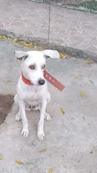 Cachorro raça SRD-ViraLata idade 2 anos nome Tina 