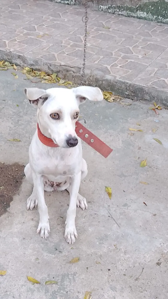 Cachorro raça SRD-ViraLata idade 2 anos nome Tina 