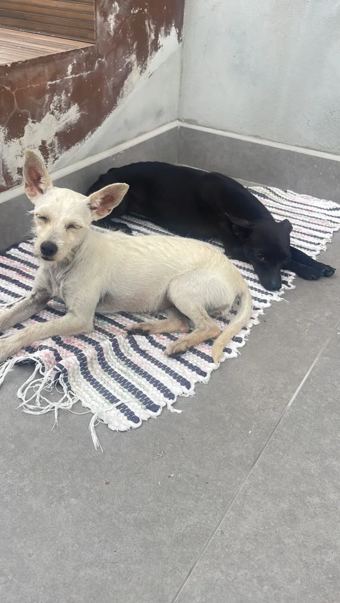 Cachorro raça SRD-ViraLata idade 2 anos nome Preta e branca 