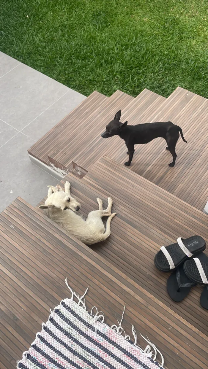 Cachorro raça SRD-ViraLata idade 2 anos nome Preta e branca 