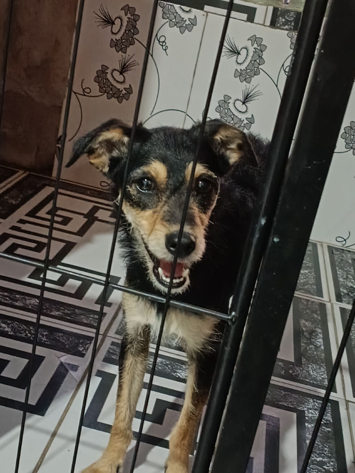 Cachorro raça SRD-ViraLata idade 1 ano nome Pandora 