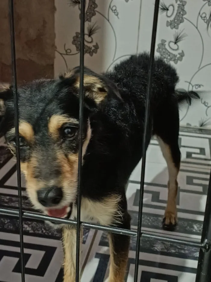 Cachorro raça SRD-ViraLata idade 1 ano nome Pandora 