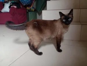 Gato raça Siamês idade 2 anos nome Zubu