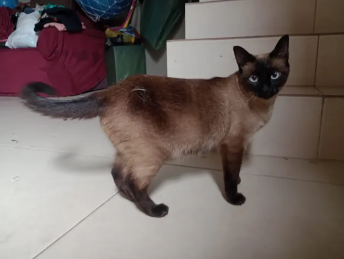 Gato raça Siamês idade 2 anos nome Zubu