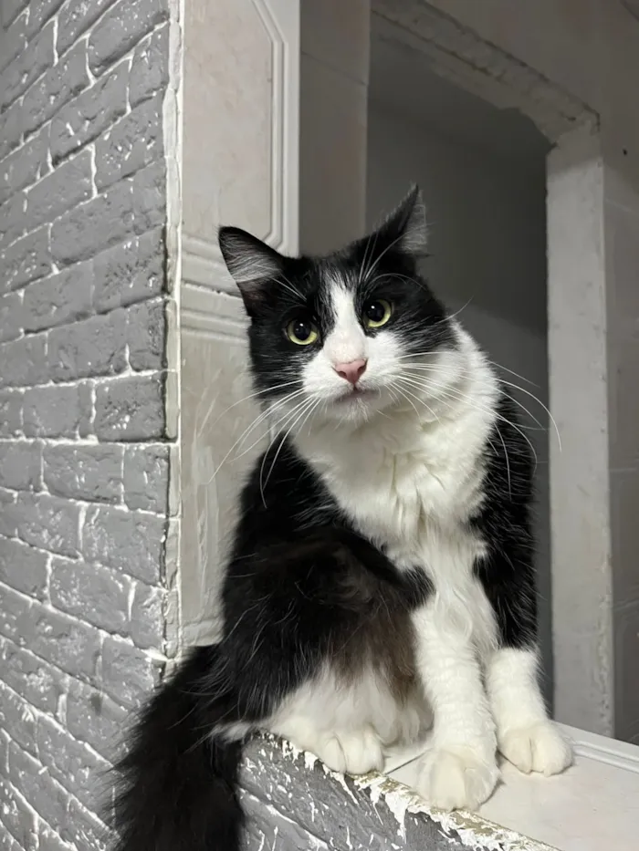 Gato raça SRD-ViraLata idade 1 ano nome Luigi