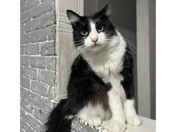 Gato raça SRD-ViraLata idade 1 ano nome Luigi