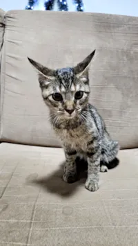 Doação gatinha Itapoa