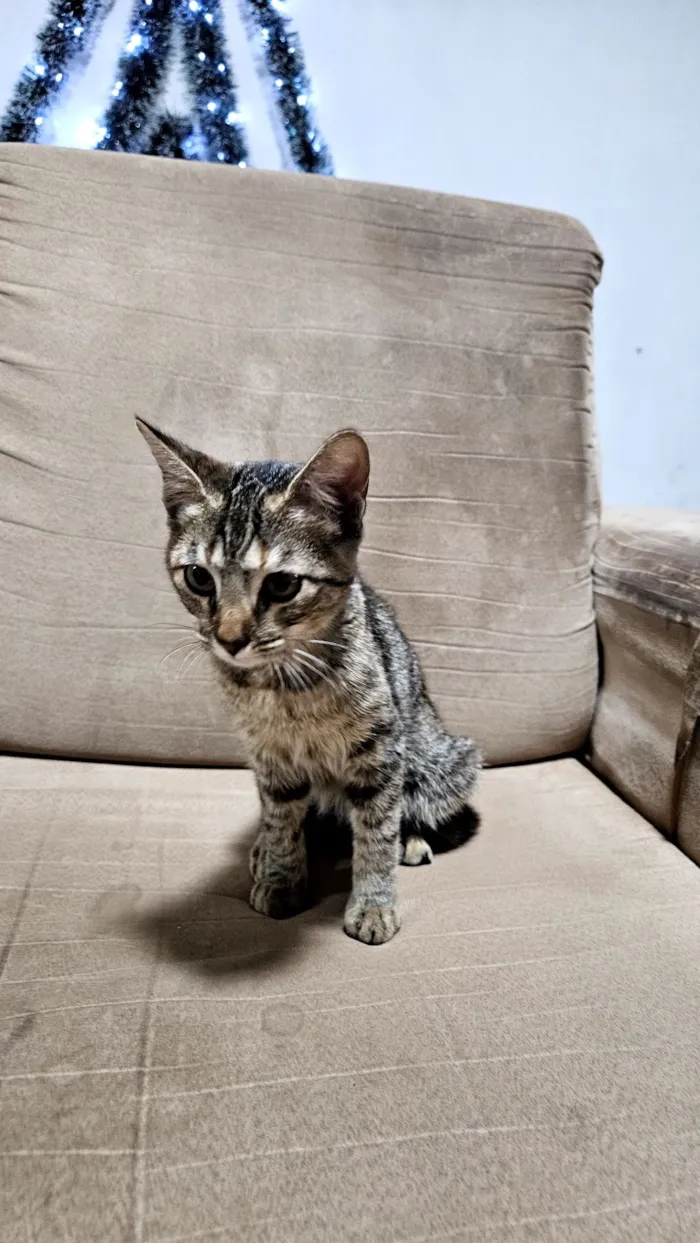 Gato raça SRD-ViraLata idade Abaixo de 2 meses nome Doação gatinha Itapoa