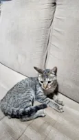 Gato raça SRD-ViraLata idade Abaixo de 2 meses nome Doação gatinha Itapoa