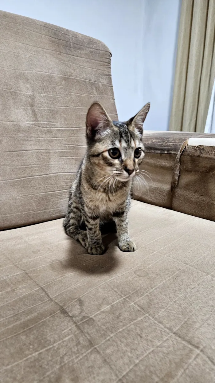 Gato raça SRD-ViraLata idade Abaixo de 2 meses nome Doação gatinha Itapoa