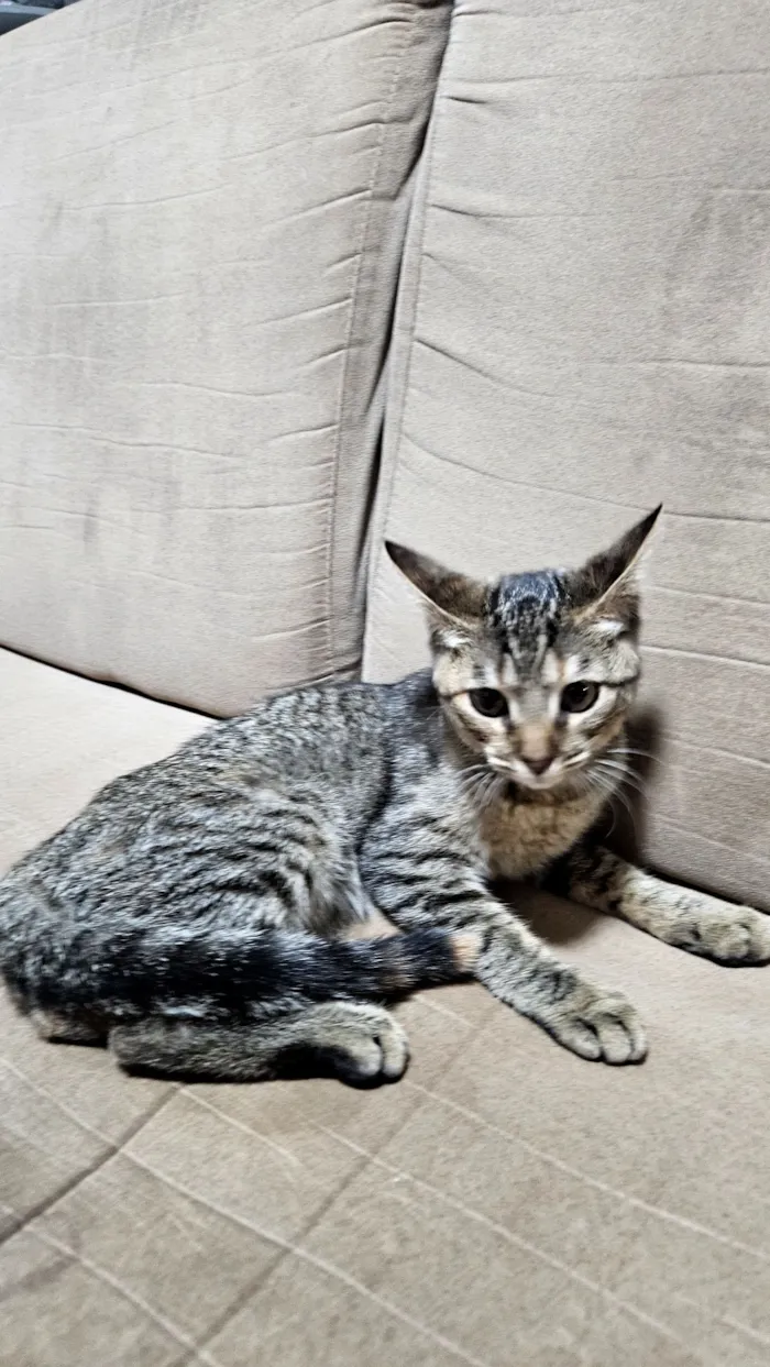 Gato raça SRD-ViraLata idade Abaixo de 2 meses nome Doação gatinha Itapoa
