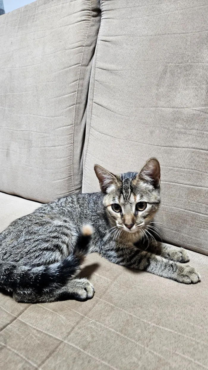 Doação gatinha Itapoa